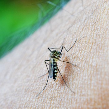 No time contra a dengue, Energisa compartilha dicas para prevenir os focos do Aedes aegypti